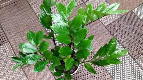 Замиокулькас уход в домашних условиях. 🌿 Долларовое дерево