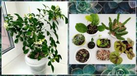 Что выросло? Мурайя, эхинокактус, астрофитум, литопсы, стапелия, бегония, дисхидия гребешковая